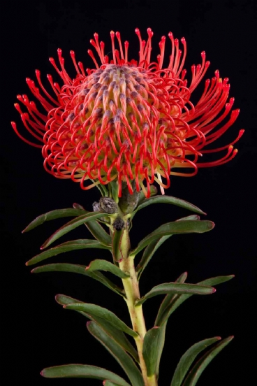 Leucospermum - Leucospermum Succession