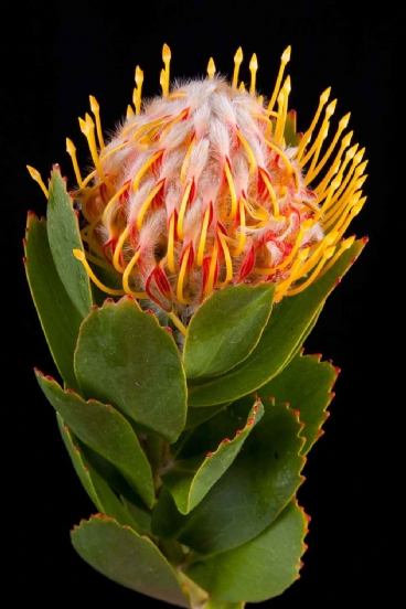 Leucospermum - Leucospermum Veldfire