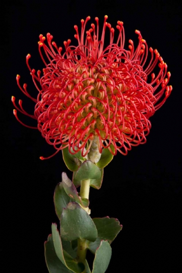 Leucospermum - Leucospermum Vlam