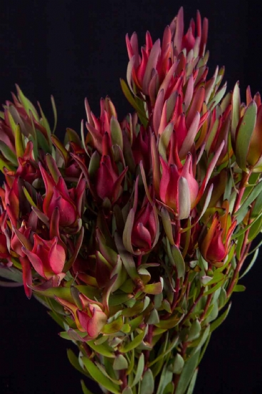 Leucadendron  - Leucadendron Blush