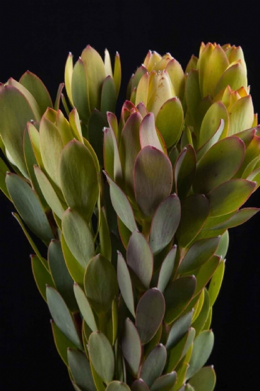 Leucadendron  - Leucadendron Discolor Green