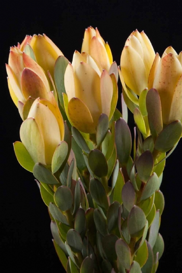 Leucadendron  - Leucadendron Discolor Yellow