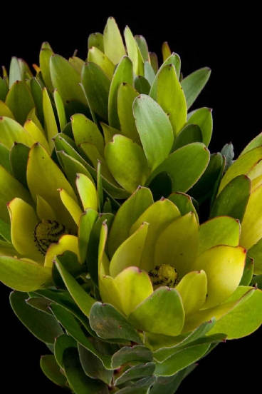 Leucadendron  - Leucadendron Goldstrike