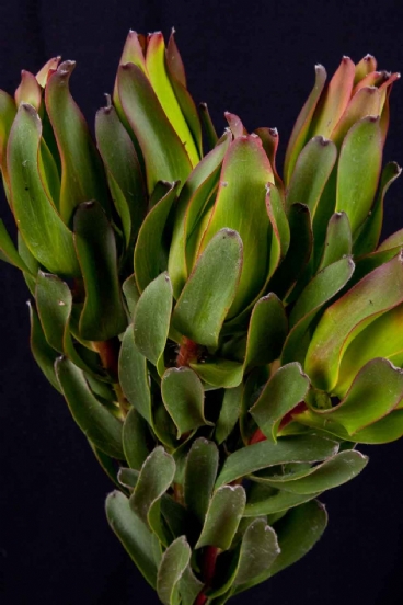 Leucadendron - Leucadendron Laurel Yellow