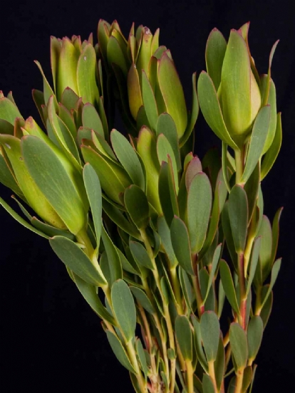 Leucadendron - Leucadendron Mountain Rose