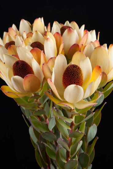 Leucadendron  - Leucadendron Pom Pom Red