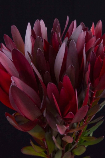 Leucadendron - Leucadendron Safari Sunset