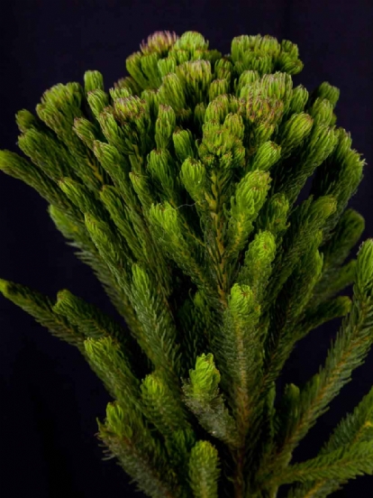 Kaaps groen - Kaaps Brunia Albiflora Green