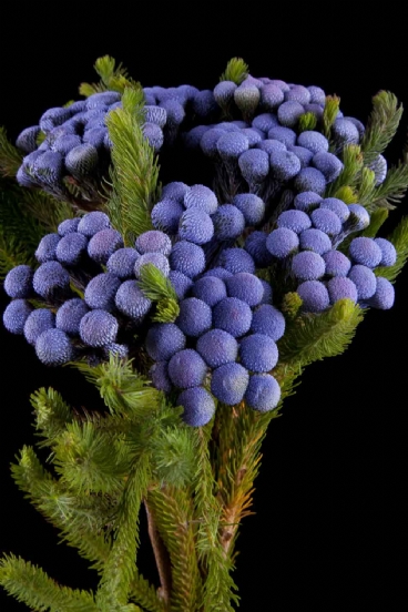 Kaaps groen - Kaaps Brunia Albiflora Violet