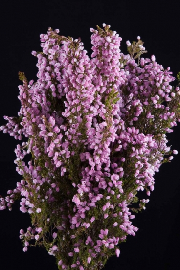 Cape Greens - Kaaps Erika Borbonifolia