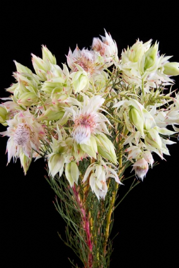 Kaaps groen - Kaaps Serruria Blushing Bride